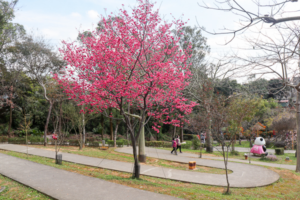 新北鶯歌永吉公園炮仗花櫻花爭奇鬥艷，兒童遊戲區多種設施好好玩