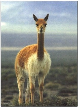 Vicuña mirando de frente