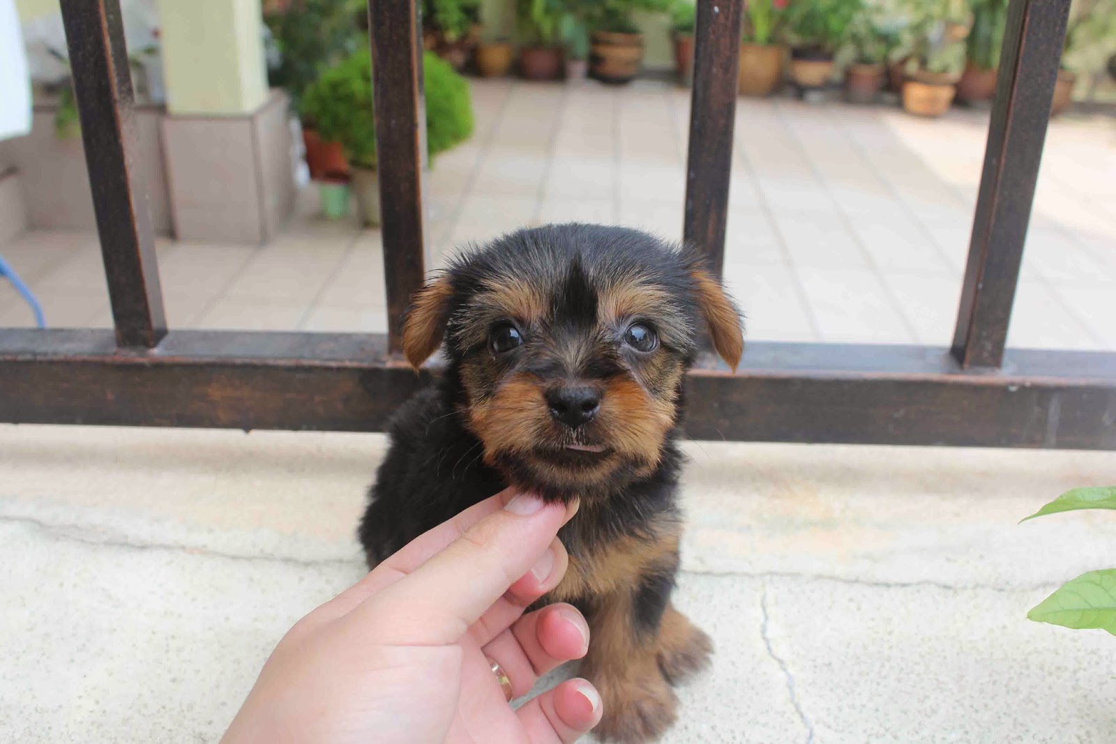 LovelyPuppy: 20131026 Silky Terrier Puppies