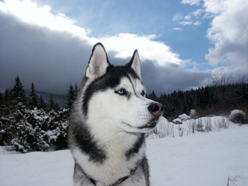 Husky Wolf Mix. medium-size, wolf-like,