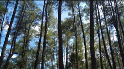 Hutan Pinus Sorombipi: Destinasi Wisata Eksotis dan Asri di Kolaka Timur