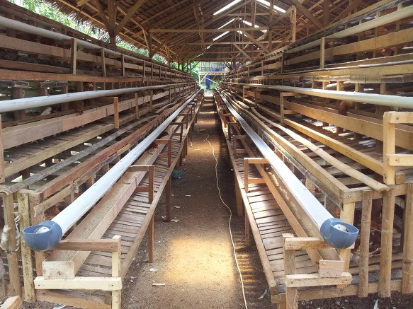 Budidaya Ayam  Petelur  kandang 