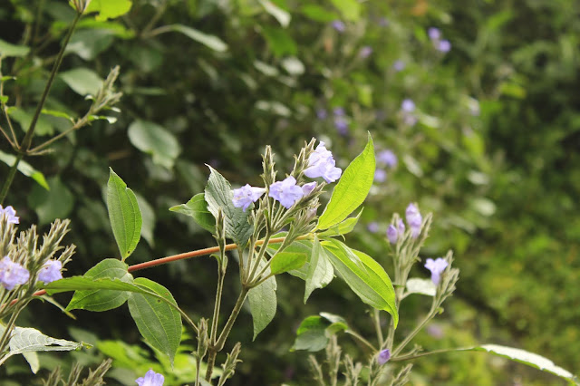 Neelakurinji