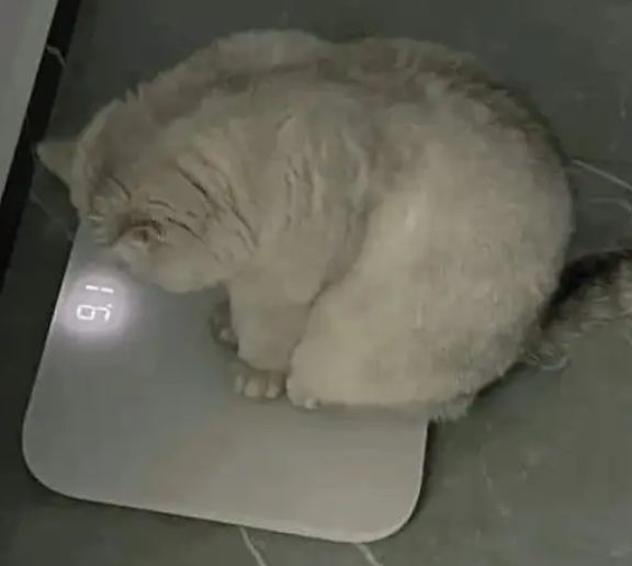 My cat tried to weigh herself