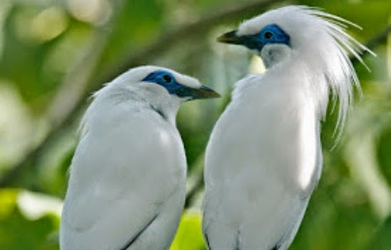 Gambar Mari Ikut Melestarikan Jalak Bali Burung Cantik 