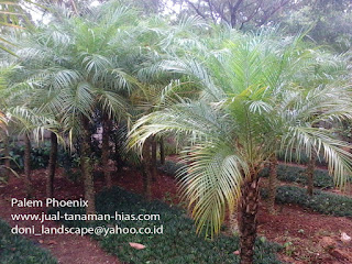 JUAL POHON PALEM PHOENIX | TUKANG TAMAN LANDSCAPE