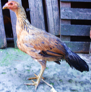 gallina fina de color amarillo, gallinas finas para la venta, se venden gallinas colombianas