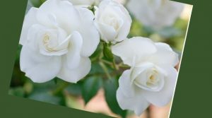 সাদা গোলাপ ফুলের ছবি - Pictures of white roses - গোলাপ ফুলের ছবি ডাউনলোড - বিভিন্ন রঙের গোলাপ ফুলের ছবি ডাউনলোড - rose flower - NeotericIT.com