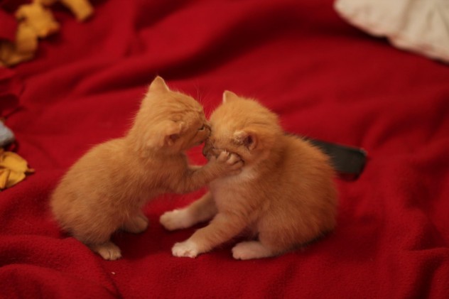 Cute kitten kiss, baby animals, cute kittens