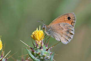 mariposa-nispola-coenonympha-pamphilus-