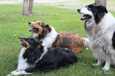 The pack