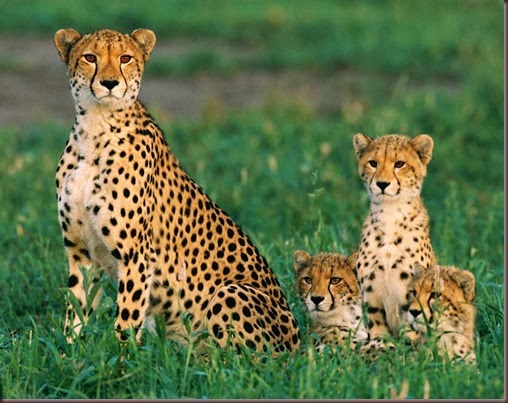 Amazing Animal Pictures Cheetah (9)