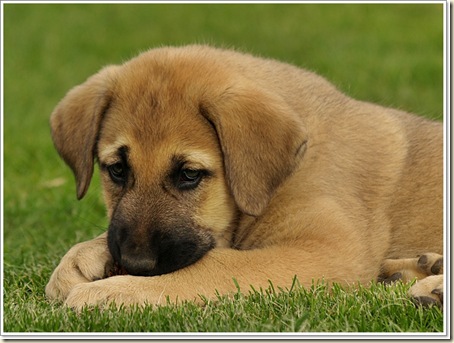 cachorros
