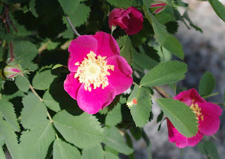 Nootka Rose Rosa nutkana