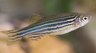 Zebrafish are favored by researchers for many reasons. A new study showed a form of irreducible complexity, the heartbeats happened early.