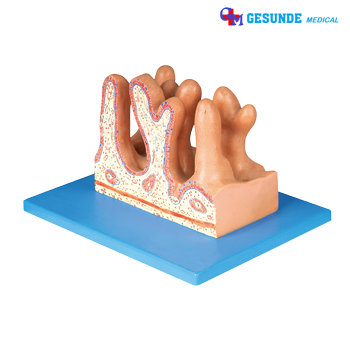 Torso Organ Tubuh Model Permukaan Internal Usus Kosong (Jejunum)