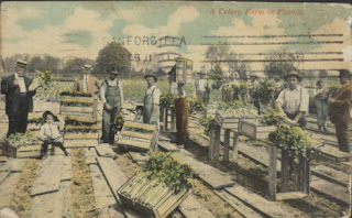 Colored period postcard shows workers in a celery field in Sanford.