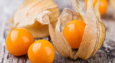 Buah Physalis - Sekitar Dunia Unik