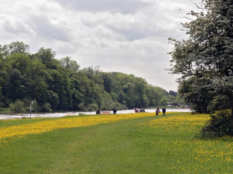 flower garden wallpaper. Flower Garden in River