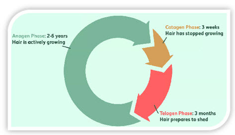 Hair Growth Cycle