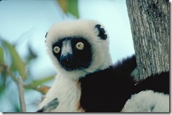 Coquerels-Sifaka-4827