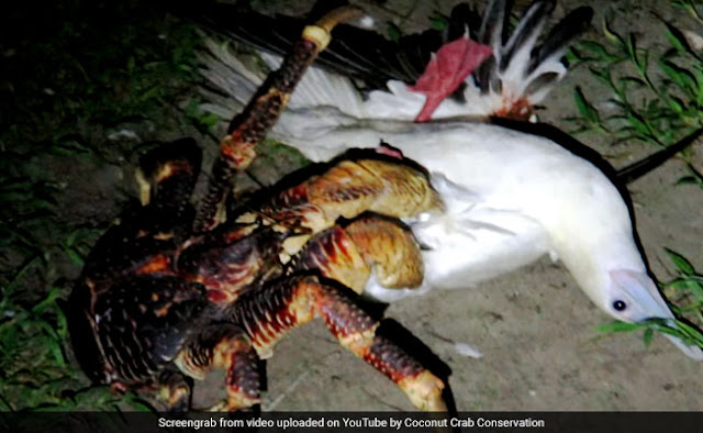 These crabs can grow up to 3 feet and hunt birds