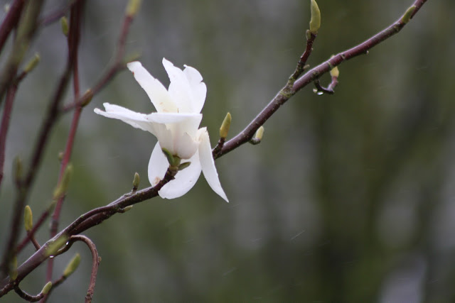 storm broken magnolia