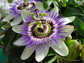 passionflower