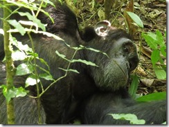 Chimpanzee