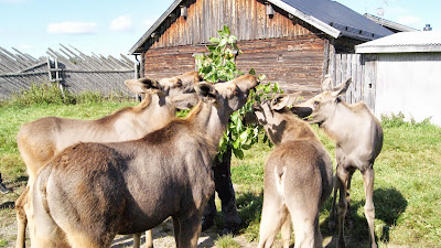 Granja de alces