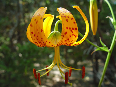 Лилия Гумбольдта (Lilium humboldtii)