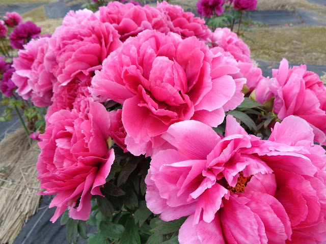 燕趙園の牡丹の花