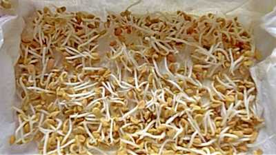 Seeds Germination in Paper Towel. These are fenugreek sprouts.