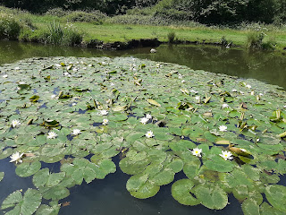 Lily pond in the canal