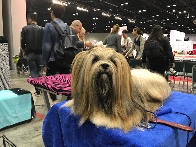 Lhasa Apso AKC National Championship #AKCDogShow #TheBigDogShow #RoyalCaninDogs