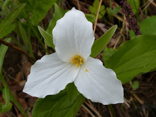 Trille blanc - Trillium grandiflorum