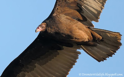 Close up of turkey vulture, Toronto photographer Robert Rafton