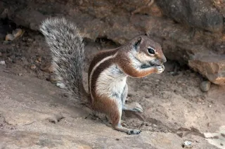 Gambian Ground Squirrel