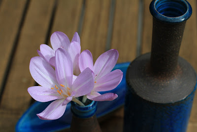 Kähler Blue Glaze and Colchicum (Autumn Crocus)