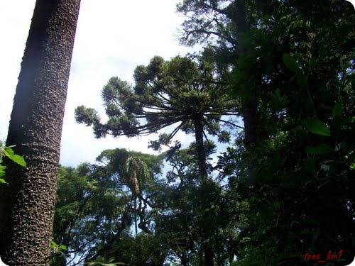 Parque Provincial Araucaria en San Pedro3