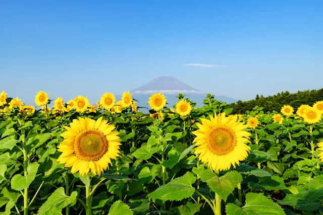 富士山とヒマワリ～花の都公園