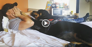 Veteran Has An Anxiety Attack, But His Rottweiler Shows Why Service Dogs Are Awesome