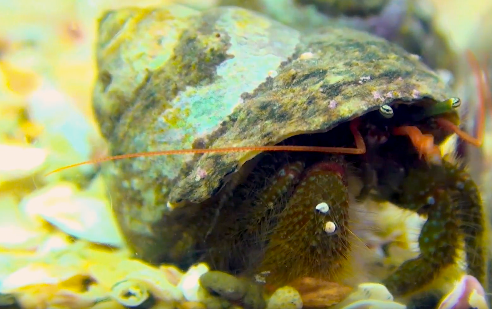 Aquarium Movies Japan Archive 生きている魚図鑑 ホシゾラホンヤドカリ Hosizorahonnyadokari Pagurus Maculosus