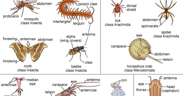 Ciri Ciri Contoh dan Peranan Arthropoda