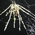 Aράχνη κατασκευάζει μεγάλο ομοίωμα του εαυτού της για να διώχνει τους εχθρούς - BINTEO