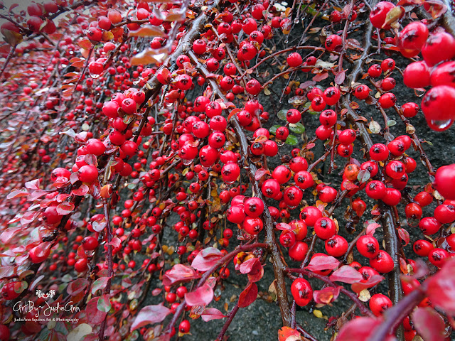 Plant with red berries