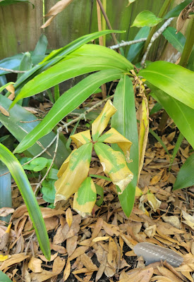 Insulina with frost damage - insulin plant