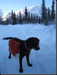 such a good pack dog