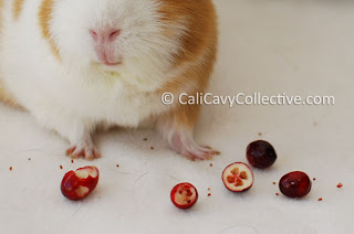 can guinea pigs eat cranberries