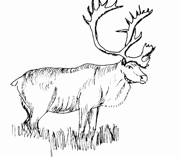 Elk Coloring Page